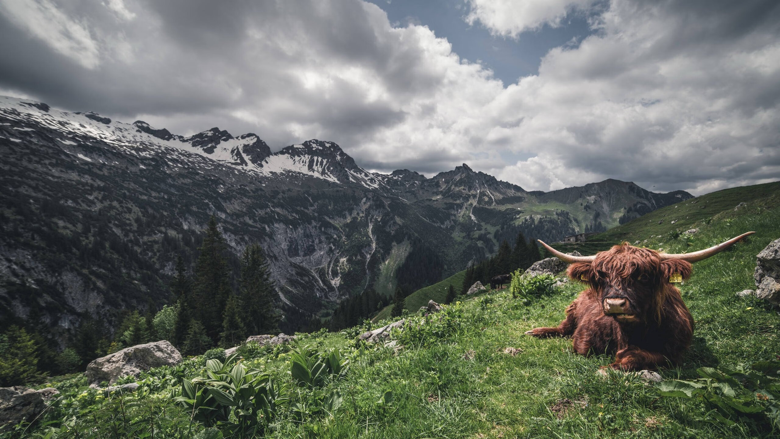 俱乐部世界杯-CNN：墨西哥足球让世界看到“寒地热情”，墨西哥踢足球